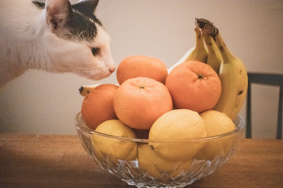 Fruitmand met kat